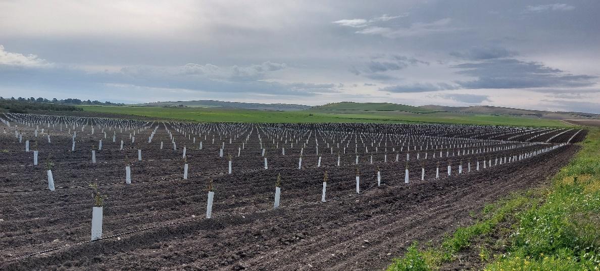 Vasto campo agrícola con cientos de plantas jóvenes.