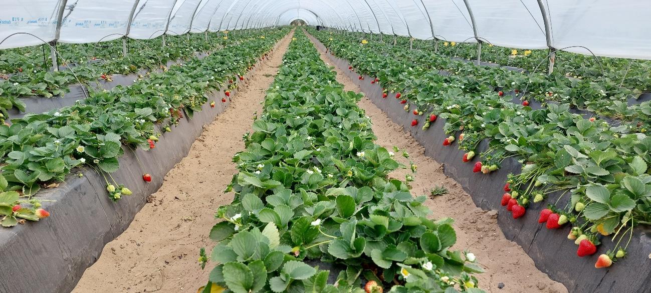 Cultivo de fresas maduras y en floración en hileras bajo un invernadero de túnel con cubierta blanca.